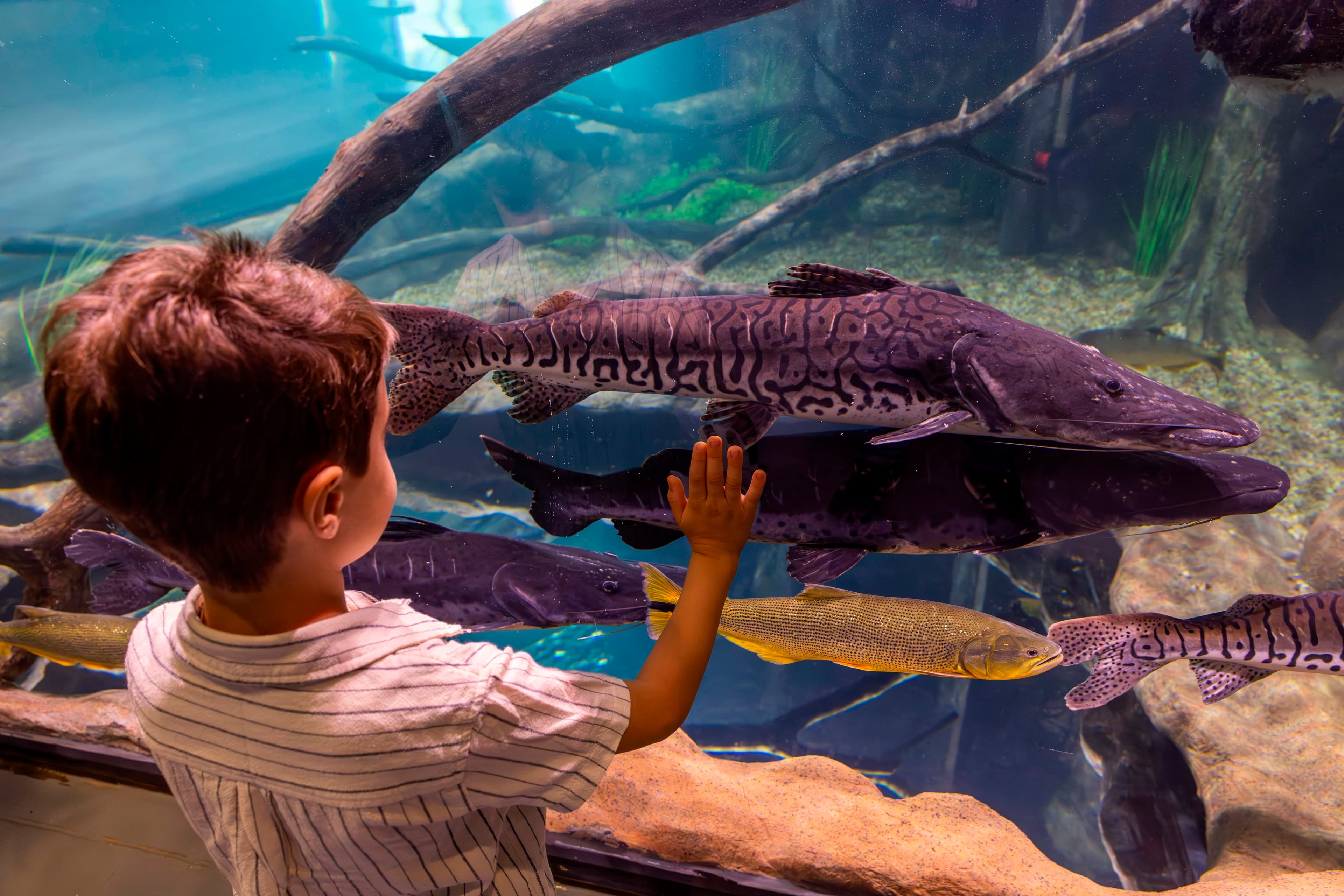 AquaFoz Aquarium - view 4