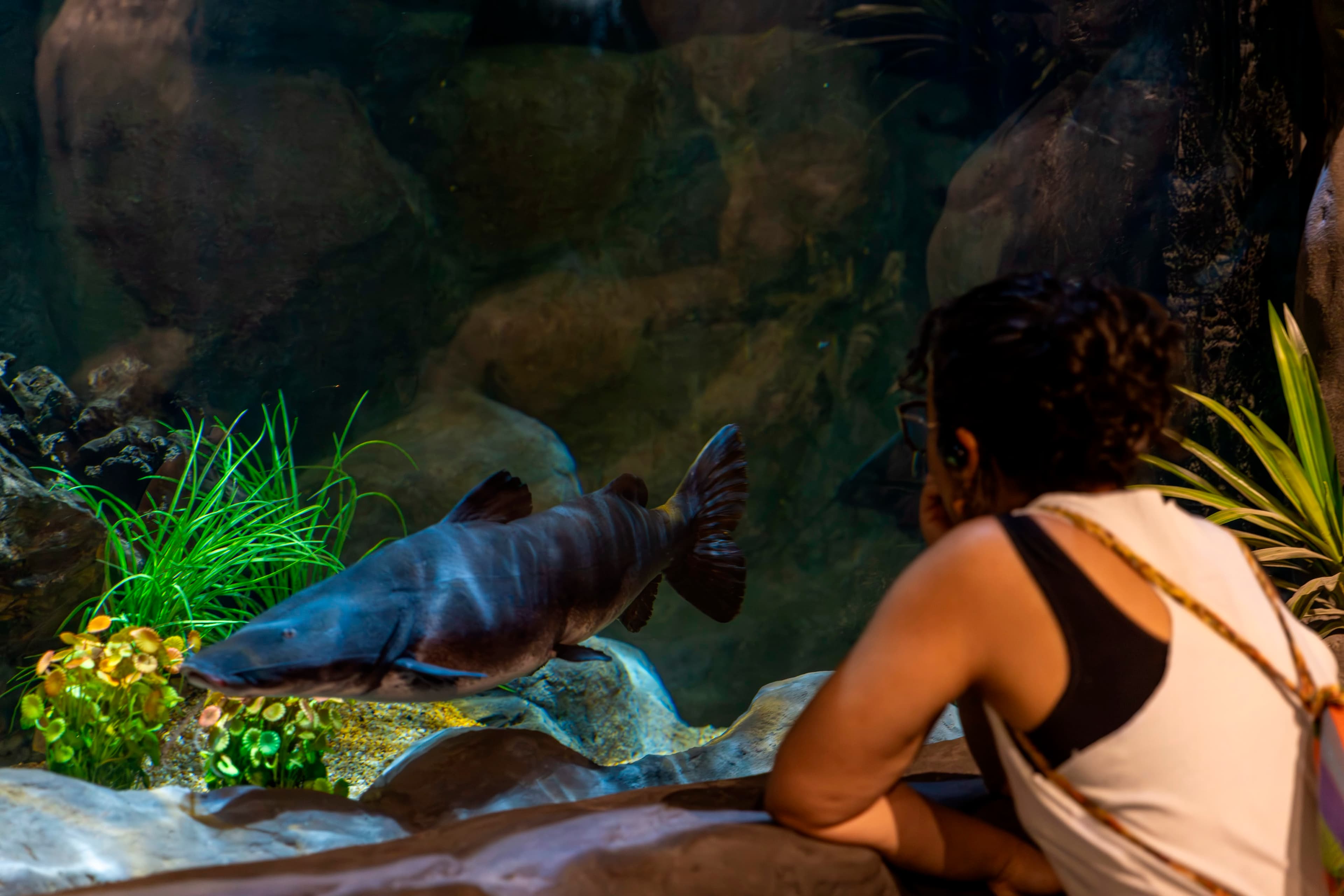AquaFoz Aquarium